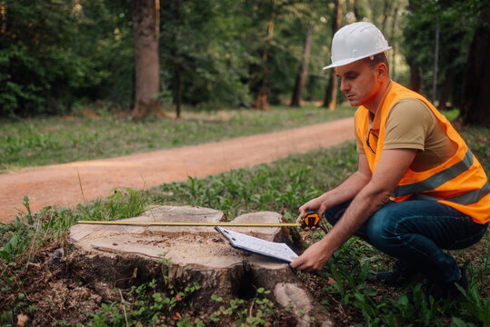 Forest engineer measuring tree stump diameter with measuring tape