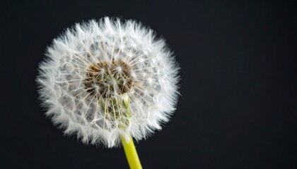 Close-up of a dandelion seed head against a dark background.  White seeds radiate outward from a central brown seed pod