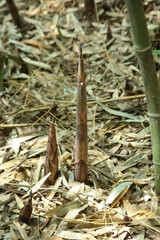 Fresh Bamboo Shoots Growing Through Forest Floor with Natural Leaf Litter and Dried Vegetation