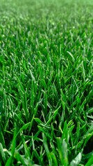 Obraz premium Detailed showcases vibrant green grass blades, revealing textures and patterns within a natural outdoor setting.