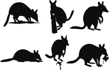 Australian bilby animal silhouettes collection isolated on white background, wildlife marsupial vector illustration, endangered species design for nature projects