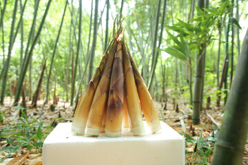 Fresh Bamboo Shoots Display in Natural Forest Environment