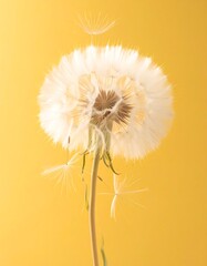 Close-up of a dandelion seed head against a vibrant yellow background