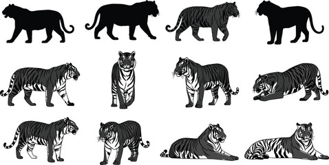 Tiger silhouette, tiger poses, wild animal illustration, tiger vector, tiger anatomy, tiger art, tiger design, tiger collection, tiger movement, tiger style
