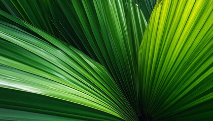 Obraz premium Vibrant green palm fronds