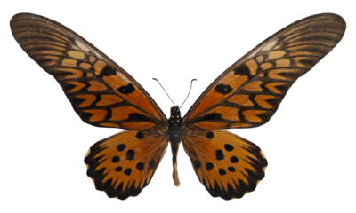 This giant African red butterfly, known as Papilio antimachus, displays stunning orange and black patterns. It is isolated against a clean white background, highlighting its vibrant beauty.