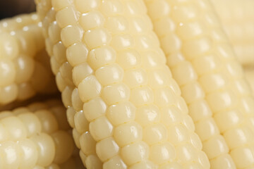 Fresh White Glutinous Corn Cobs from Xishuangbanna - Specialty Waxy Corn Kernels