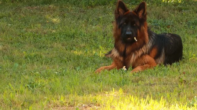 German Shepard dog lies in gras field, Close Up, 4K