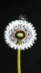 Close-up of a dandelion seed head