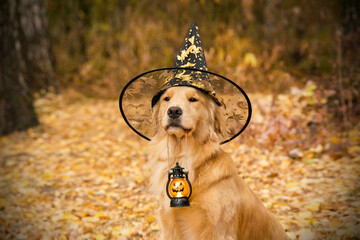 Golden retriever in a witch's hat holds a lantern in his teeth. Halloween photo shoot in the autumn golden forest