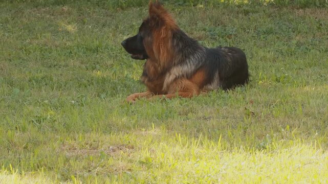 German Shepard dog lies in gras field, Close Up, 4K