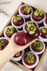Fresh Thai Mangosteen Fruits in Wooden Box - Premium Tropical Fruit from Thailand
