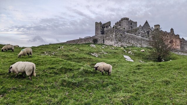 Mouton autour du chateau