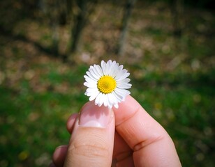 Close-up of a single daisy held in a hand