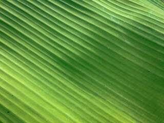 Obraz premium Banana leaf texture background at floor of Tropical Borneo Rainforest