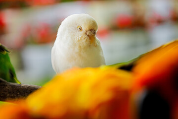 Beautiful Close-up Portrait of a White Parrot with Dreamy Background