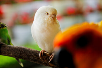 Close Up Detailed White Canary Bird on Branch Animal Portrait