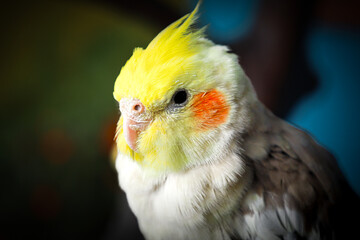 Detailed Close-up of a Yellow and Gray Cockatiel Bird Portrait