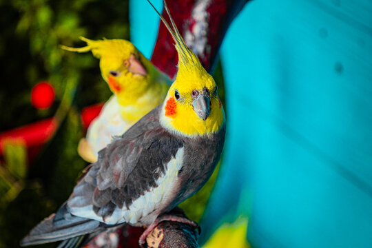 Detailed Colorful Cockatiel Bird Close Up Portrait in Natural Setting