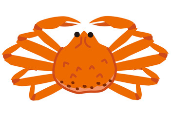 松葉蟹　ズワイガニ