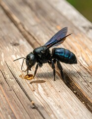 Close-up of a dark blue bee on wooden planks