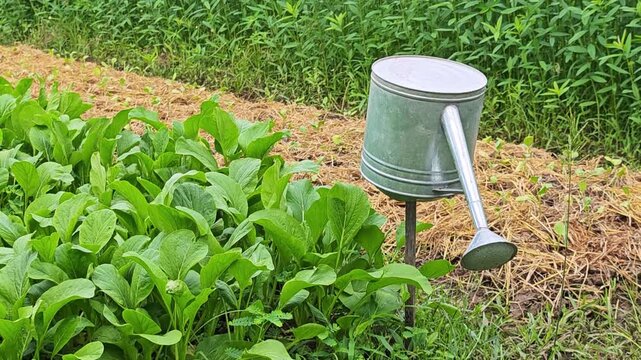 Watering pot in the garden.