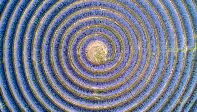 Spiral lavender field, aerial view