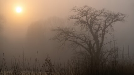 Naklejka premium Bare tree silhouetted against hazy orange sun and thick fog over tall grass