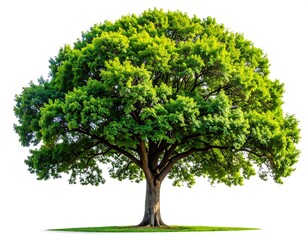 Lush green tree against a white background