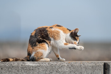 Obraz premium 堤防に座って毛繕いをする可愛い三毛猫 