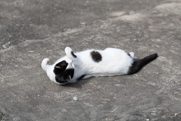 寝転がっている可愛い野良猫	