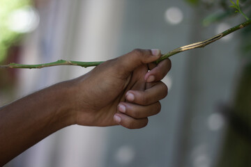 Persons hand holding a thin plant stem with green leaves