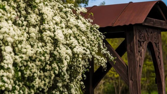 Ornate wooden structure with a rusty-red roof, and a profusion of white flowers cascading over it