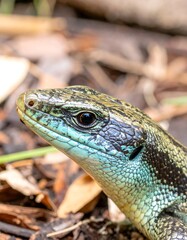 Fototapeta premium Close-up of a lizard's head