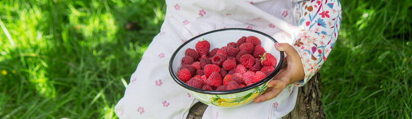 A little girl in the garden is eating raspberries.