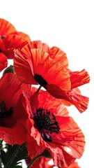 Close-up of vibrant red poppies