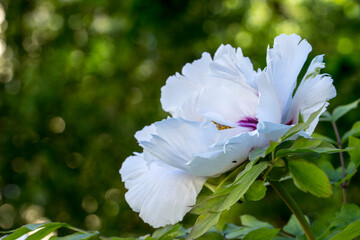 pink peony among green leaves. natural light.