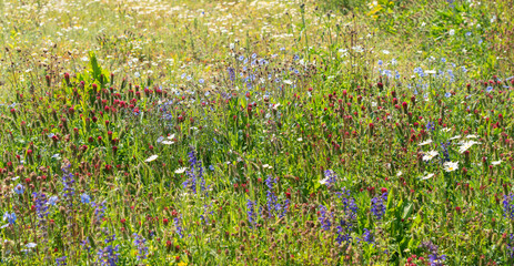 Wild flowers field. Wild flowers on spring meadow with blue flax, crimson clover, red poppy © artemstepanov