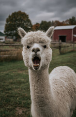 Obraz premium a white alpaca with its mouth open