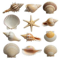 Collection set of beach seashells isolated on white or transparent background