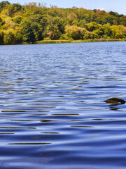 reflectionof rhe trees  in the water 