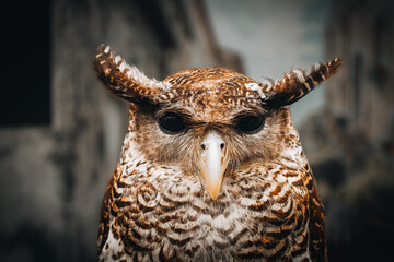 Intimate Portrait Spotted Eagle Owl Showing Distinct Facial Feature Wildlife Bird