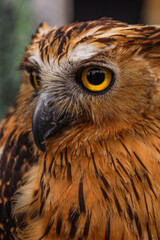 Detailed Close-up Captivating Owl Portrait with Bright Yellow Eye Focus Wildlife