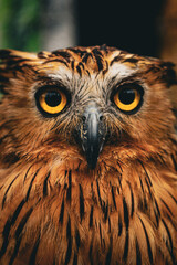 Striking Close Up Detail of a Buffy Fish Owl Portrait Gaze