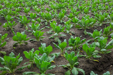 Scenic Agriculture Landscape with Rows of Young Kale Plants on Field