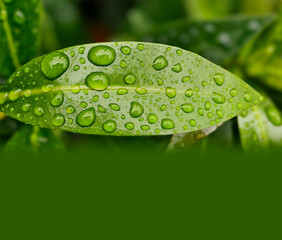 Macro photograph of rain droplets on a vibrant green leaf. The droplets are large, clear, and perfectly spherical, catching the light and reflecting the surroundings and green copy space