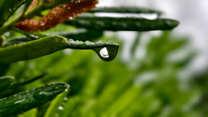 Captivating macro photograph centered on a single, perfectly formed rain drop clinging to the tip...