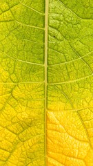 Obraz premium Close-up leaf veins (1)