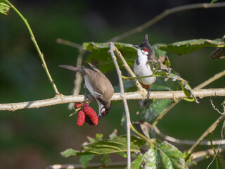 Red Whiskered Bulbul birds eating ripe blackberries on tree 