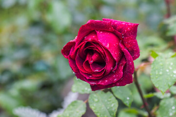 red roses on a bush with raindrops and dew on a blurred background with bokeh. space for text. colorful flower photography. beautiful screensaver. romantic love